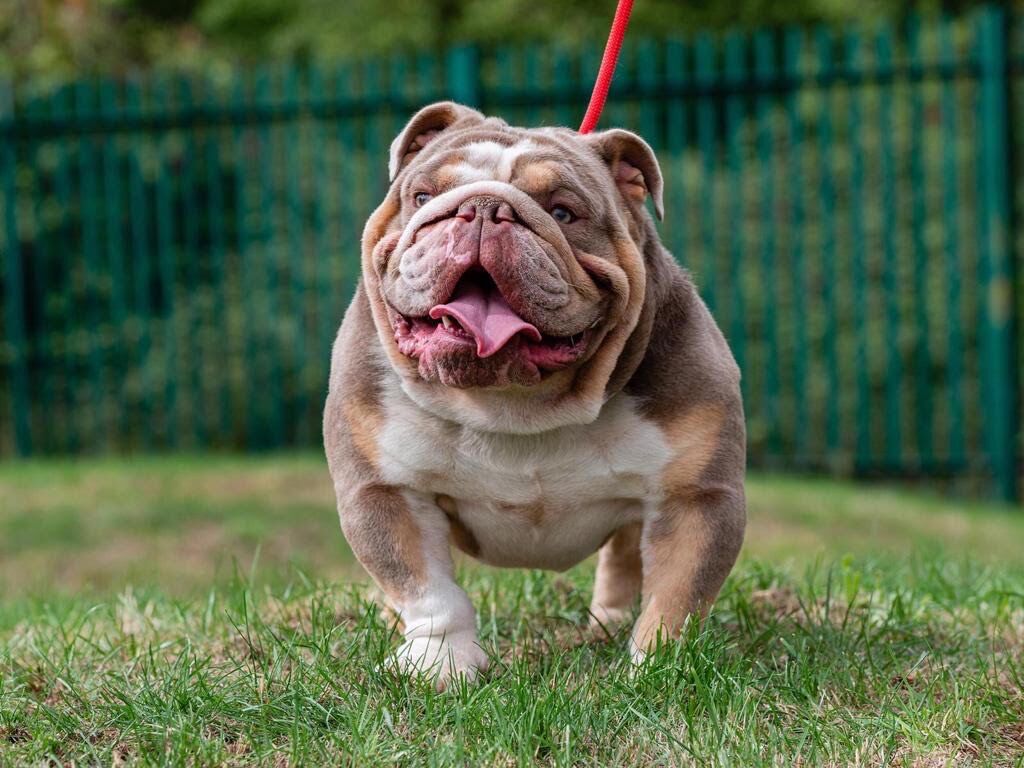 Lilac bulldogs for sale best sale