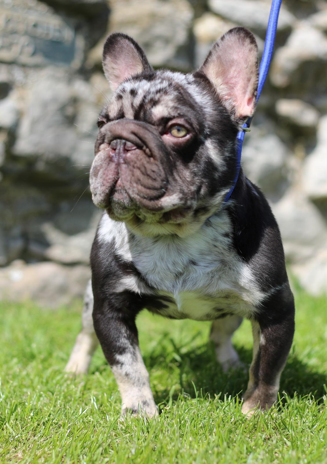 Venomous BIG ROPE French bulldogs for stud Triple Aces